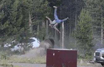 Homem de 65 anos é lançado ao ar por bisão em ataque no Parque Nacional de Yellowstone
