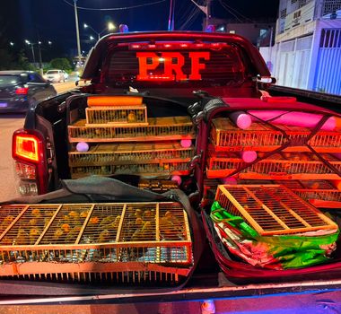Imagem - PRF resgata mais de 300 aves silvestres transportadas ilegalmente na BR-163, em Santarém