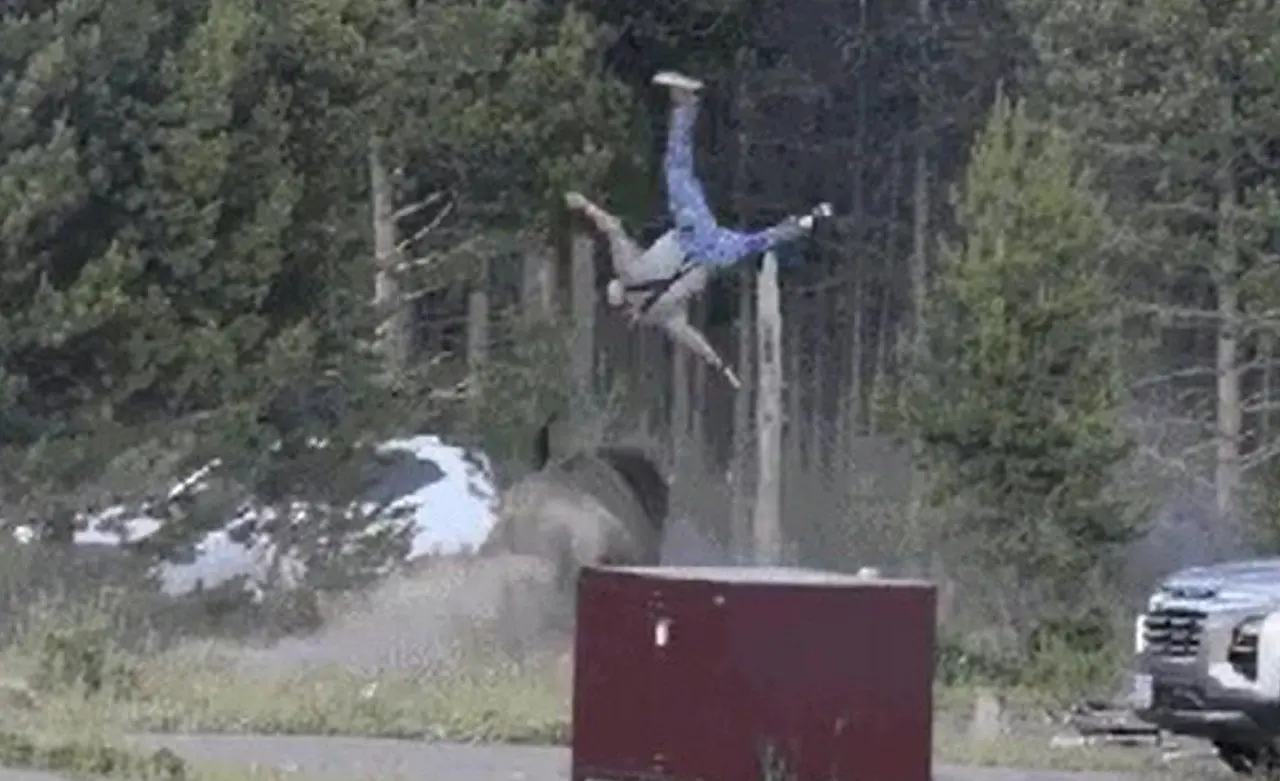Imagem - Homem de 65 anos é lançado ao ar por bisão em ataque no Parque Nacional de Yellowstone