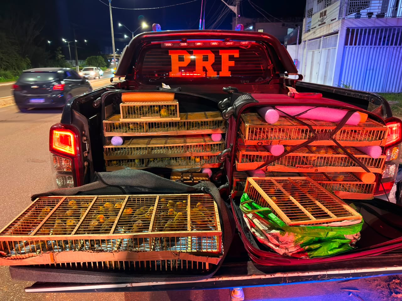 PRF resgata mais de 300 aves silvestres transportadas ilegalmente na BR-163, em Santarém 