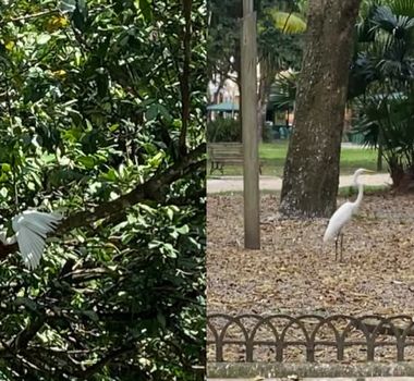 Imagem - Fezes de garças transformam rotina na Praça Batista Campos e preocupam frequentadores em Belém