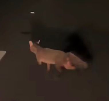 Imagem - Vídeo: Raposa é vista na avenida Liberdade e alerta sobre circulação de animais silvestres em Belém