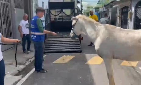 Imagem - Cavalo em situação de maus-tratos é resgatado no bairro da Cremação, em Belém
