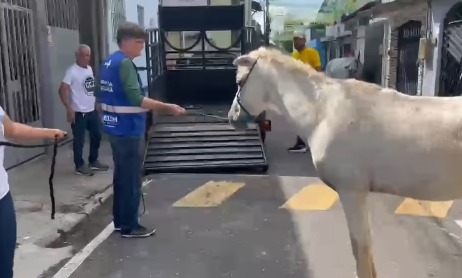 (Equipes da Secretaria de Proteção e Defesa Animal (Sepda) e do Centro de Controle de Zoonoses (CCZ) realizaram o resgate.)