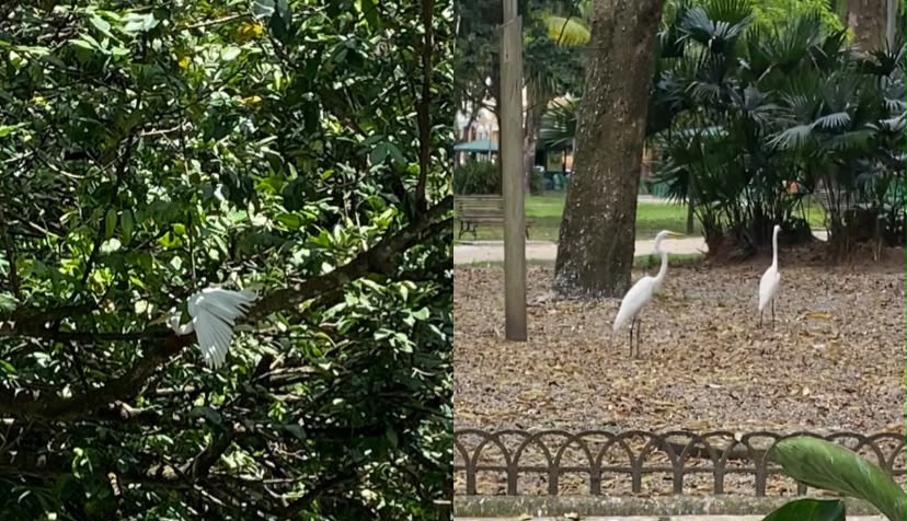 Registros de garças na praça Batista Campos, em Belém.