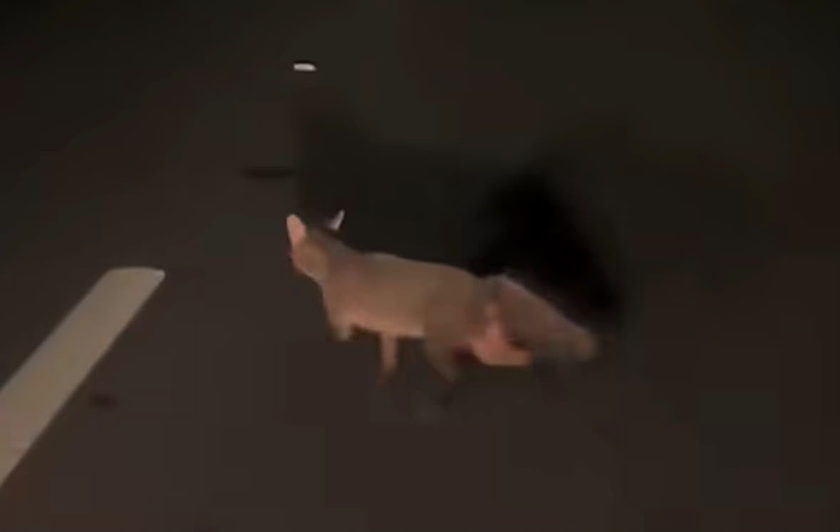 Imagem - Vídeo: Raposa é vista na avenida Liberdade e alerta sobre circulação de animais silvestres em Belém
