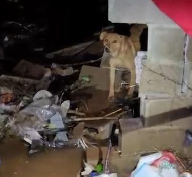 Imagem - Corpo de Bombeiros resgata cão ilhado por enchente em Erechim (RS)