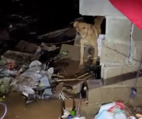 (A ação exigiu rapidez e técnica por parte dos bombeiros, que conseguiram retirar o cachorro em segurança, sem que ele apresentasse ferimentos.)