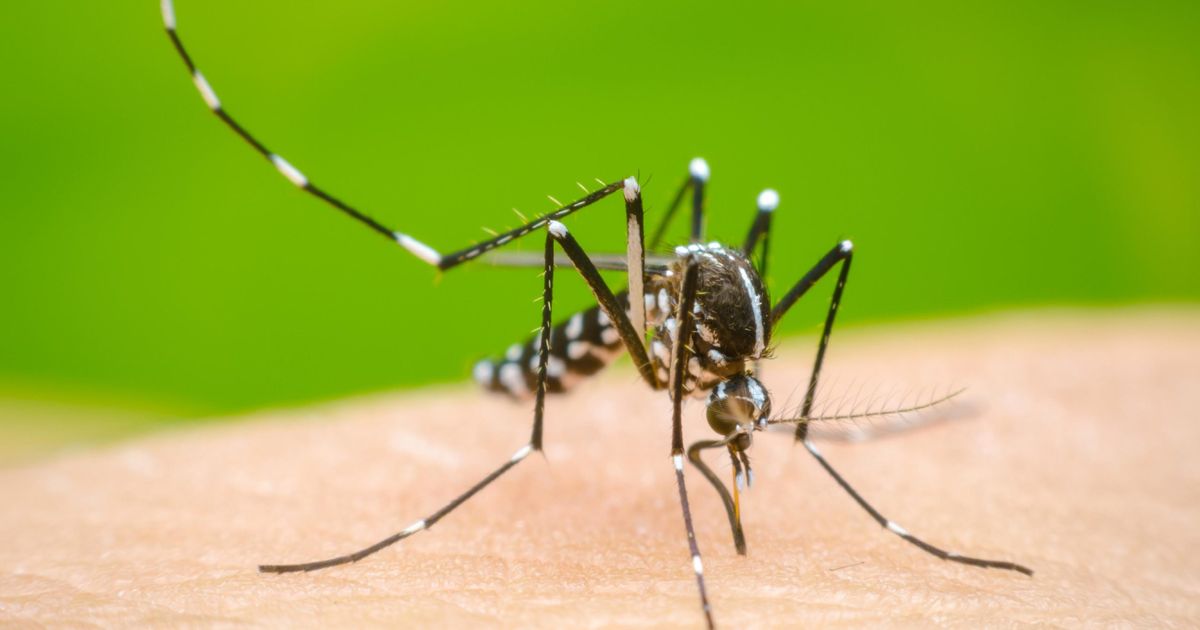 Mosquito Aedes aegypti.