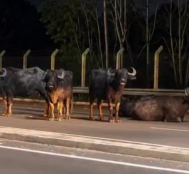 Imagem - Búfalos são vistos na Avenida Liberdade, em Belém, e chamam a atenção de motoristas