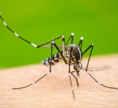 Imagem - El Niño pode fazer com que casos de dengue e chikungunya aumentem no Brasil