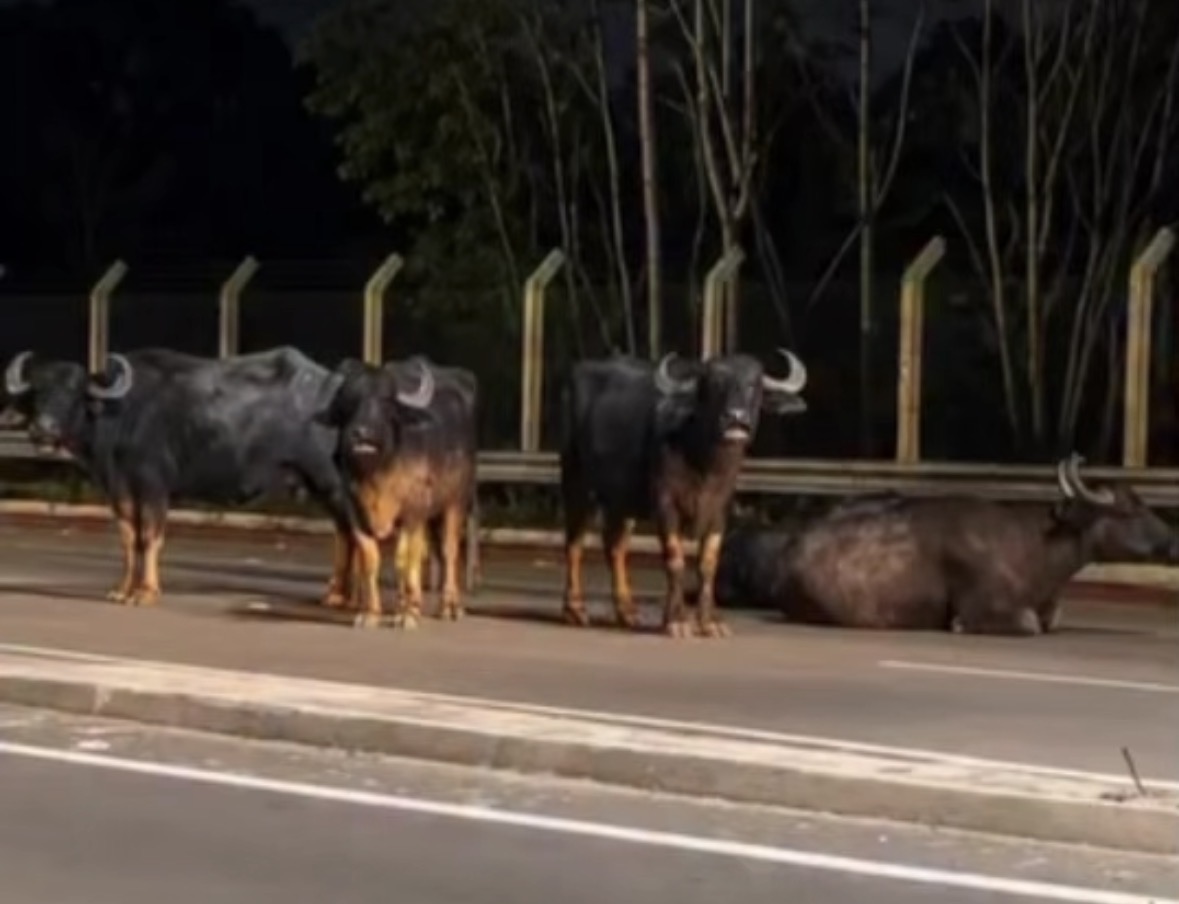 Búfalos são vistos na Avenida Liberdade, em Belém, e chamam a atenção de motoristas
