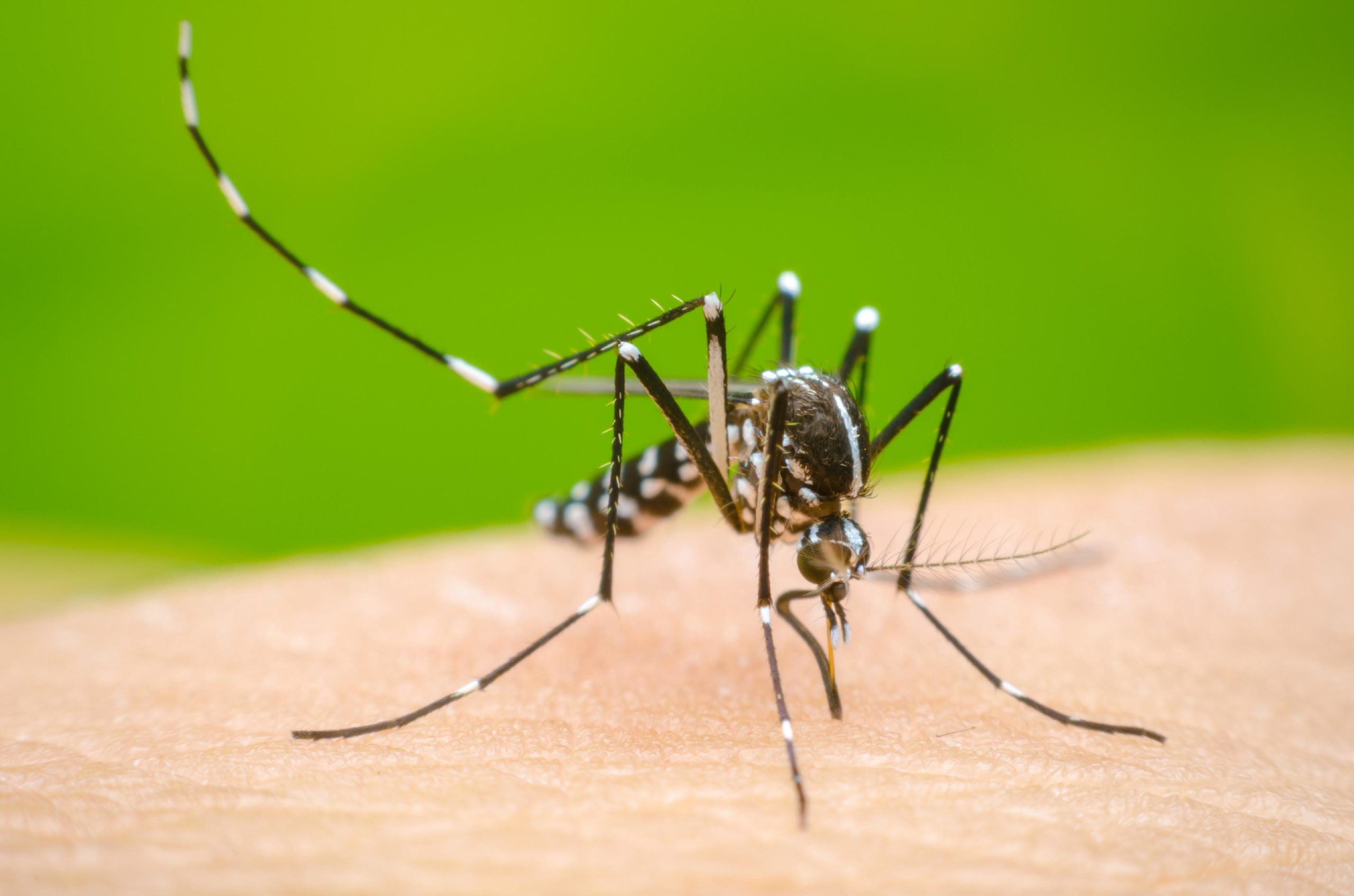 Imagem - El Niño pode fazer com que casos de dengue e chikungunya aumentem no Brasil
