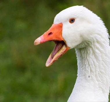 Imagem - Nova lei proíbe produção e venda de foie gras no Brasil