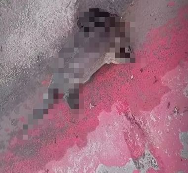Imagem - Lontra é encontra morta na Avenida Liberdade, em Belém