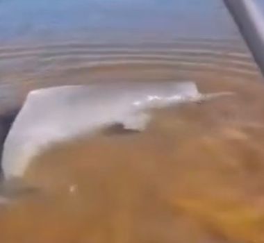 Imagem - Vídeo: Moradores resgatam boto encalhado na praia do Porto, no sudeste do Pará