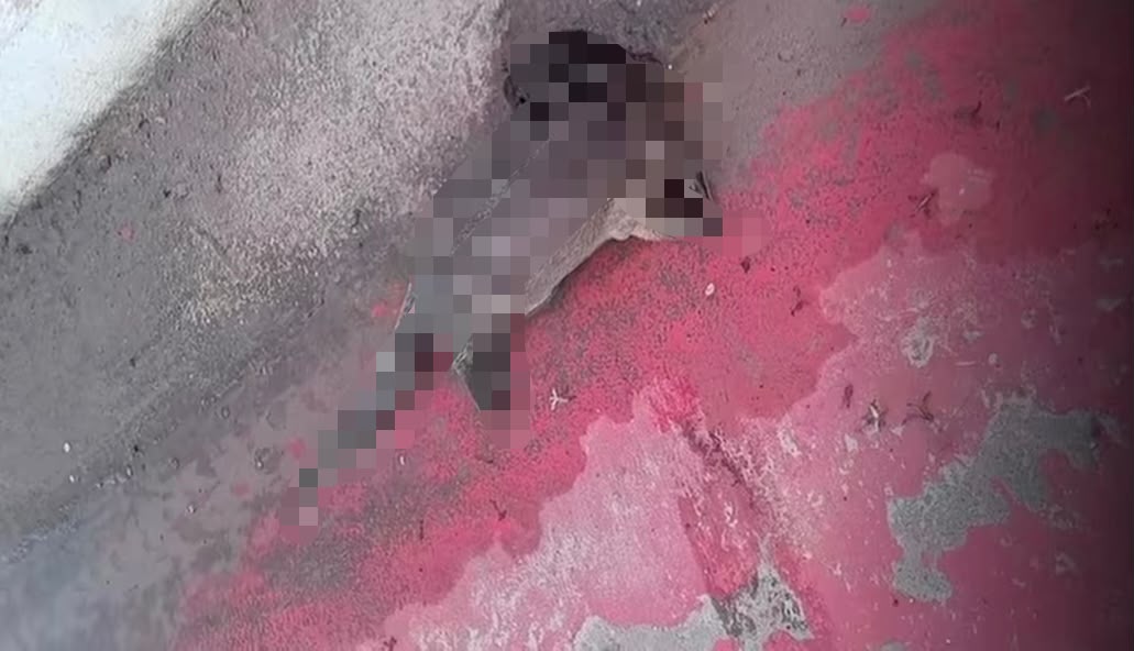 Lontra é encontra morta na Avenida Liberdade, em Belém 