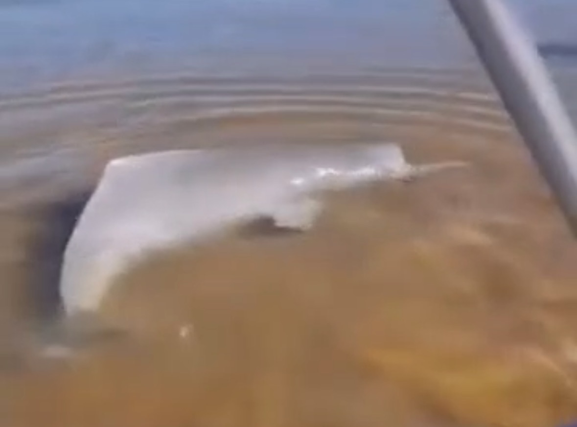 Vídeo: Moradores resgatam boto encalhado na praia do Porto, no sudeste do Pará