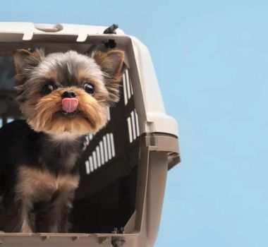 Imagem - Companhia aérea permitirá cães de até 30 kg na cabine do avião