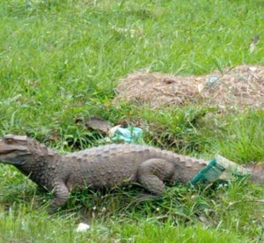 Imagem - Jacaré é visto em área de mata e mobiliza moradores em conjunto de Ananindeua