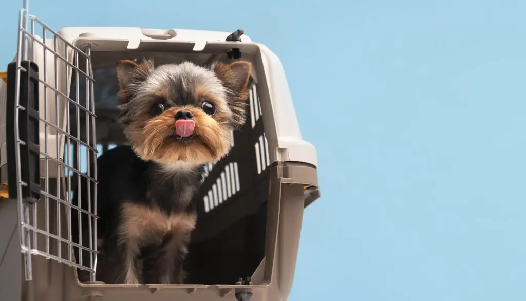 (Batizado de "Large Dog On Board", o novo serviço já está disponível para reservas.)