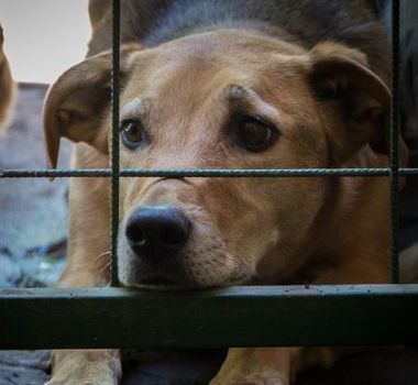 Imagem - Homem é preso suspeito de abusar sexualmente de cães mediante pagamento em Manaus