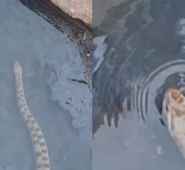 Imagem - Jiboia com mais de 3 metros é flagrada no canal da Tamandaré e chama atenção em Belém