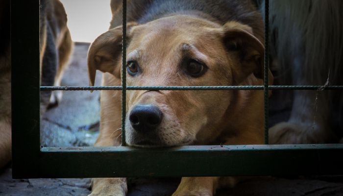 Homem é preso suspeito de abusar sexualmente de cães mediante pagamento em Manaus