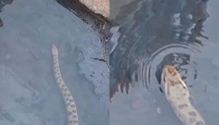 Jiboia com mais de 3 metros é flagrada no canal da Tamandaré e chama atenção em Belém