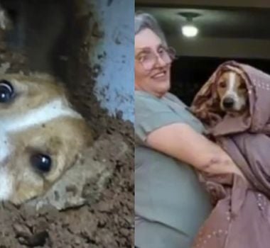 Imagem - Cão é resgatado após passar quase 20 horas sob escombros de muro em SC