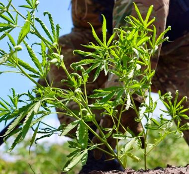 Imagem - Operação destrói quase 64 mil pés de maconha em terra indígena no nordeste do Pará