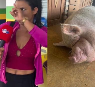 Imagem - Porca de estimação vira pivô de briga entre irmãs e caso vai parar na delegacia