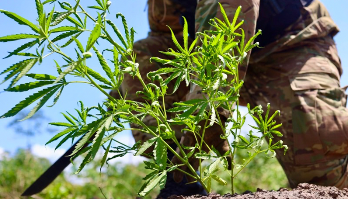 Imagem - Operação destrói quase 64 mil pés de maconha em terra indígena no nordeste do Pará