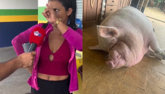 (Porca de estimação vira pivô de briga entre irmãs e caso vai parar na delegacia)