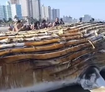 Imagem - Baleia-jubarte é encontrada na orla do bairro Jardim Real, em Praia Grande, no litoral de São Paulo