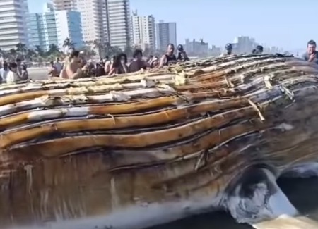 (O animal chamou a atenção de moradores e turistas que passavam pelo local.)