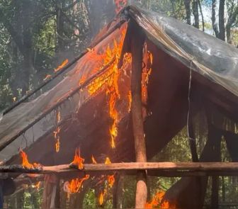 Imagem - PF destrói quase 64 mil pés de maconha em operação em Terra Indígena no Pará