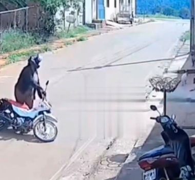 Imagem - Circuito mostra momento em que mulher é atacada por pitbull em Parauapebas