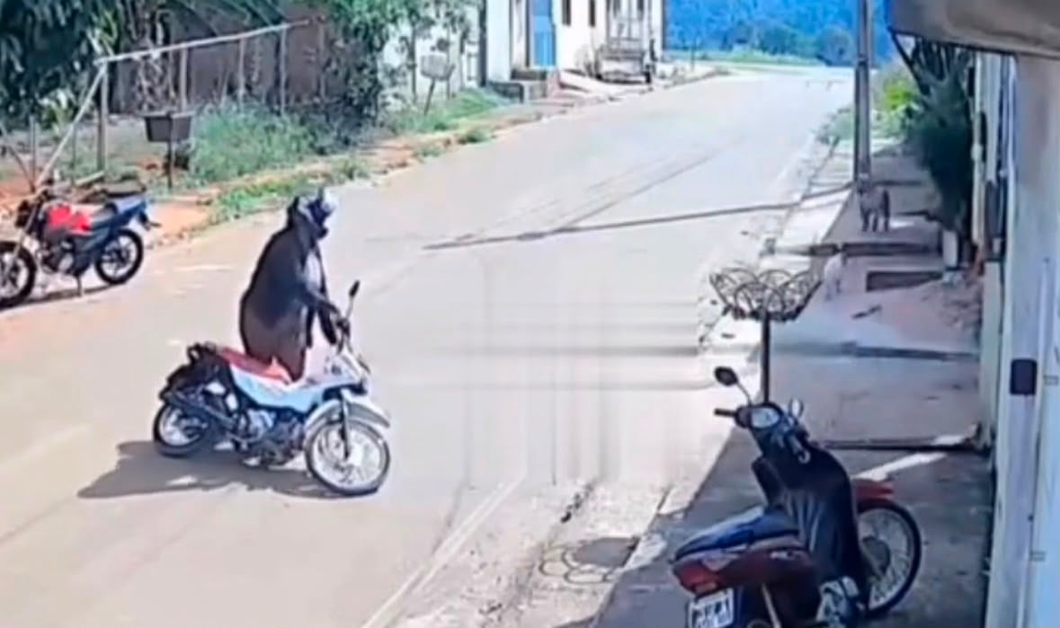Circuito mostra momento em que mulher é atacada por pitbull em Parauapebas