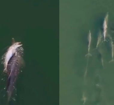 Imagem - Golfinho é flagrado carregando filhote morto por duas semanas na Austrália