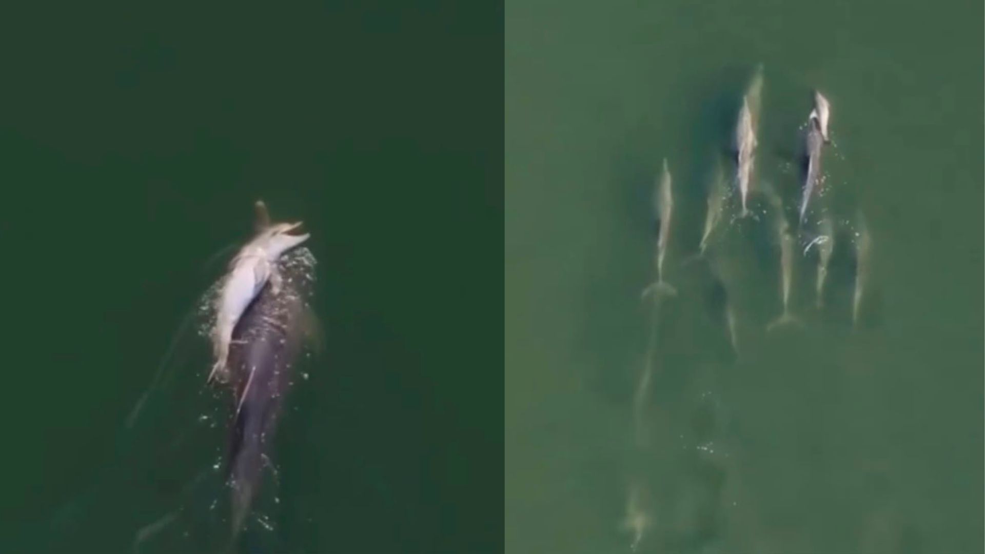Golfinho é flagrado carregando filhote morto por duas semanas na Austrália