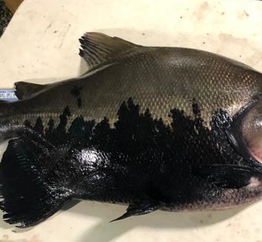 Imagem - Peixe muito consumido Norte pode ter pesca proibida; saiba qual