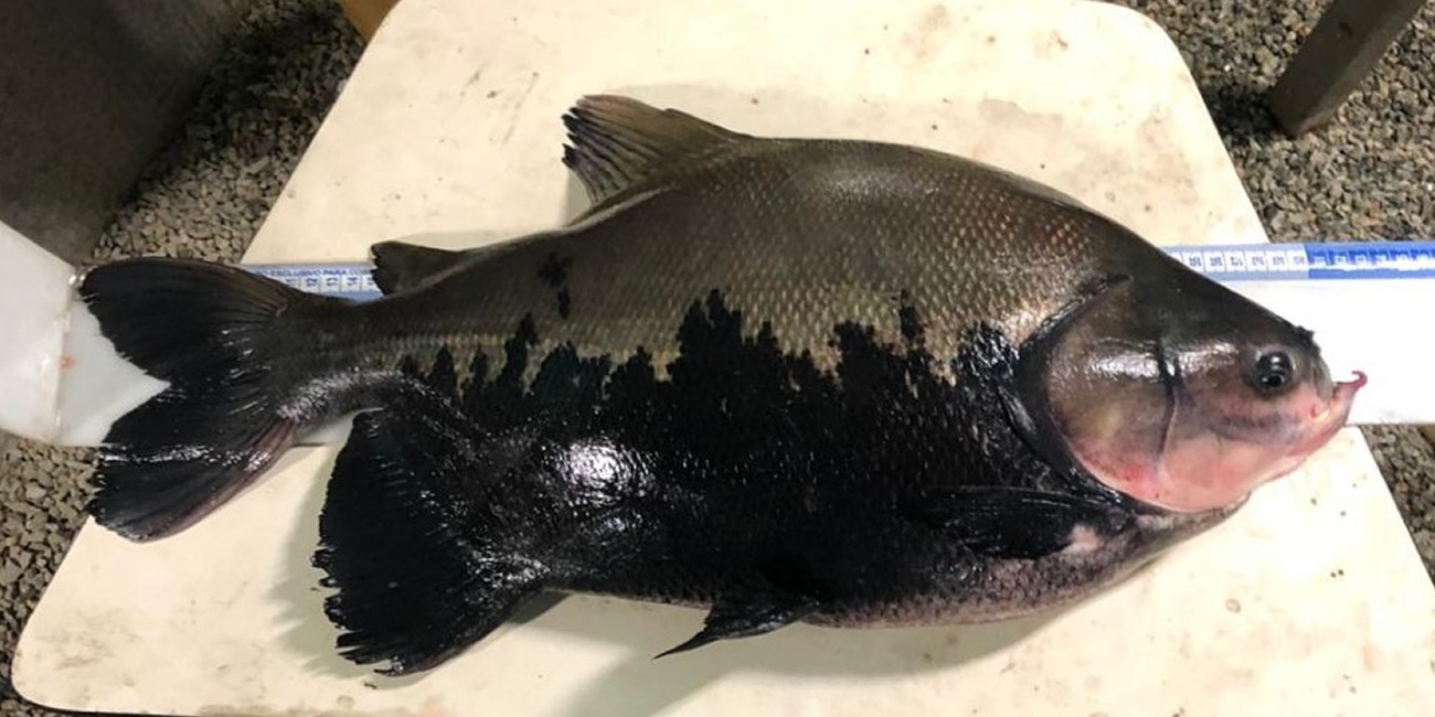 A inclusão na lista não determina a suspensão imediata da pesca, mas obriga o governo federal a elaborar medidas para recuperar a população do peixe
