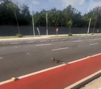 Imagem - Jacaré é flagrado caminhando em avenida no bairro da Marambaia, em Belém