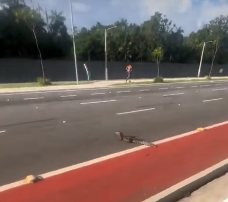 (Animal foi visto por uma moradora na manhã desta quarta-feira; jacaré circulava por uma das faixas da via, próximo a uma área de mata.)