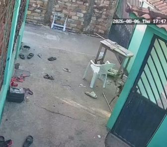 Imagem - Quatro cães morrem após ataque de enxame de abelhas em Santarém