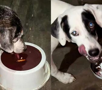 Imagem - Vídeo: cães são alimentados com açaí e frango em comunidade de Afuá, no Pará