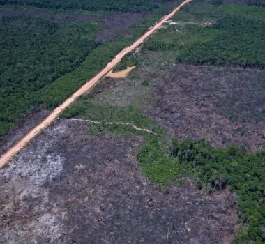 Imagem - Desmatamento na Amazônia cai 36,87% no último ano