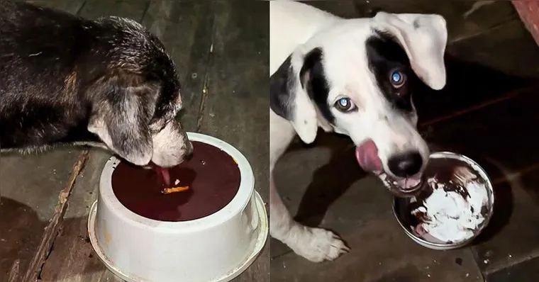 (Os cachorros aparecem recebendo o alimento enquanto a situação provoca surpresa e diversos comentários entre os usuários das redes sociais.)