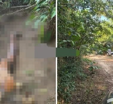 Imagem - Restos mortais são achados em plantação de dendê no Pará